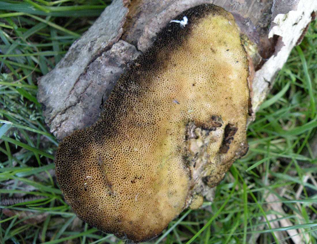 Dichomitus campestris?